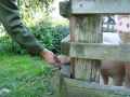 UAUe_2009_0046